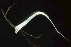 Hlístoun červenohřívý