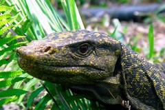 Nový varan z Filipín