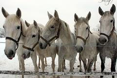 Kladrubský hřebčín