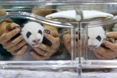 Španělsko žije pandími dvojčaty z inkubátoru