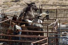 Odchyt divokých koní