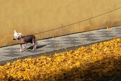 Tak vypadá český podzim na fotkách zahraničních agentur