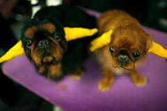 Best in Show - prestižní soutěž psů