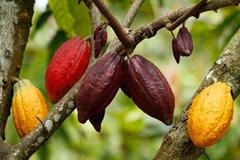 Než vám pod nosem zavoní čokoláda