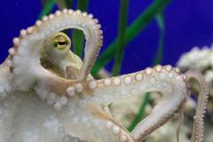 Německo má novou věšteckou chobotnici: Paula druhého