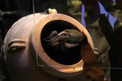 Německo má novou věšteckou chobotnici: Paula druhého