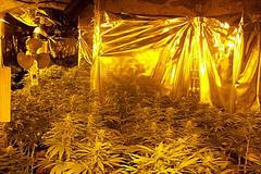 Pěstírna konopí v Karlových Varech