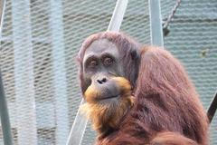 Nový orangutan v pražské zoo