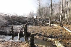 Nelegální kácení stromů u Zdoňovského rybníka