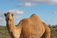 Velbloud jednohrbý