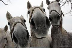 Kladrubský hřebčín