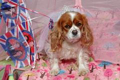 Den před královskou svatbou