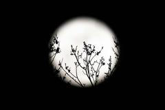 Měsíc v mimořádném úplňku