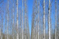 Fotografická soutěž - les