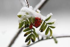 Sníh, mráz, ilustrační foto