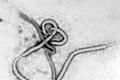 Virus Eboly