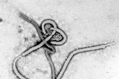 Virus Eboly