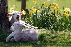 Velikonoce by mohly vyjít