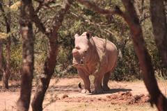 Čeští nosorožci v Africe