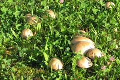 Hřiby na zahradě v Českém Krumlově