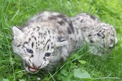 Levhart obláčkový