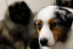 Westminster Kennel Club Dog Show