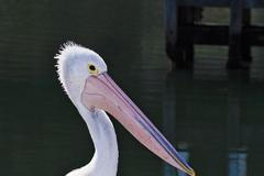 Pelikán australský