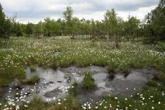 Rašeliniště v Krušných horách