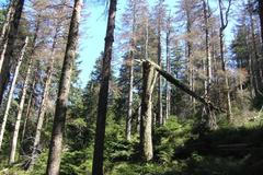 Smrčina na Šumavě