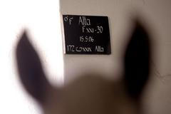 Favory Alta, hřebec pro prince