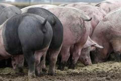 Prasata na ekologické farmě v Germeringu