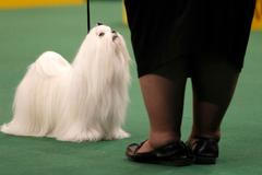Westminster Kennel Club Dog Show
