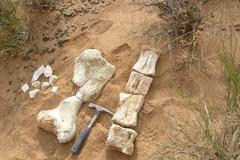 Kosti dinosaura v poušti Gobi.