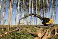 Kulatina, kácení stromů, těžba dřeva - ilustrační foto