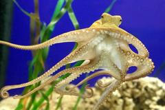 Německo má novou věšteckou chobotnici: Paula druhého