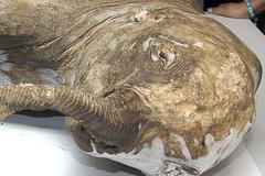 Mamutí mládě Ljuba