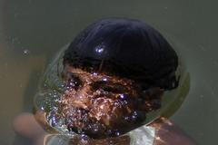 Nejlepší snímky měsíce května