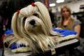Westminster Kennel Club Dog Show