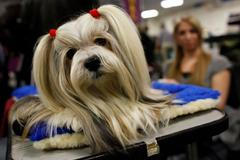 Westminster Kennel Club Dog Show