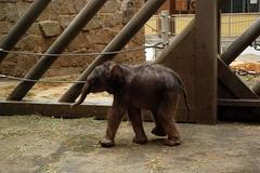 První ostravské slůně