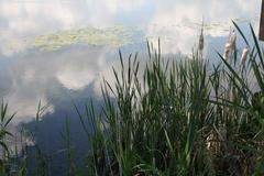 Rybníkářství v jižních Čechách