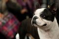Westminster Kennel Club Dog Show