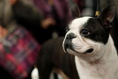 Westminster Kennel Club Dog Show