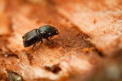 Blokáda na Šumavě