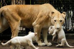 Zvířata v zoo - lvíčata