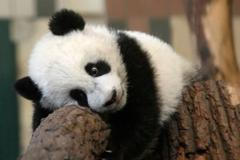 Zvířata v zoo - panda