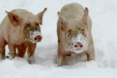 Selátka si hrají ve sněhu