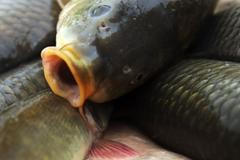 výlov rybníka na Třeboňsku