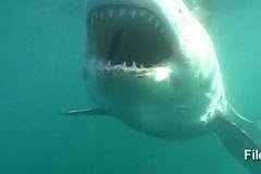 Žralok. Ilustrační foto