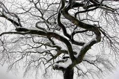 Evropu přikryl první sníh